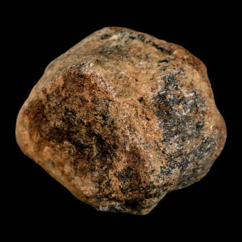 2.7" Mosasaur Fossil Vertebrae Cretaceous Dinosaur Era Texas Ozan FM COA, Metal Stand - Fossil Age Minerals