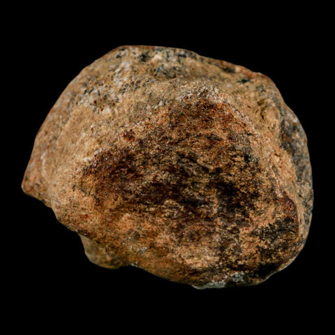 2.7" Mosasaur Fossil Vertebrae Cretaceous Dinosaur Era Texas Ozan FM COA, Metal Stand - Fossil Age Minerals