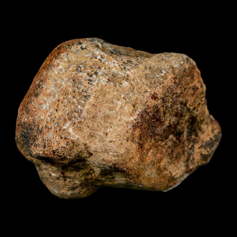 2.7" Mosasaur Fossil Vertebrae Cretaceous Dinosaur Era Texas Ozan FM COA, Metal Stand - Fossil Age Minerals