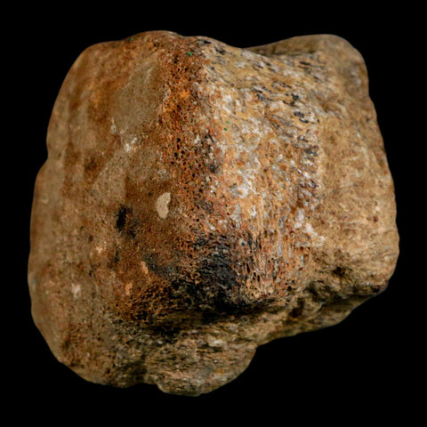 2.7" Mosasaur Fossil Vertebrae Cretaceous Dinosaur Era Texas Ozan FM COA, Metal Stand - Fossil Age Minerals