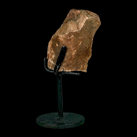 2.9" Hadrosaur Dinosaur Fossil Rib Bone Hell Creek FM MT COA Metal Stand