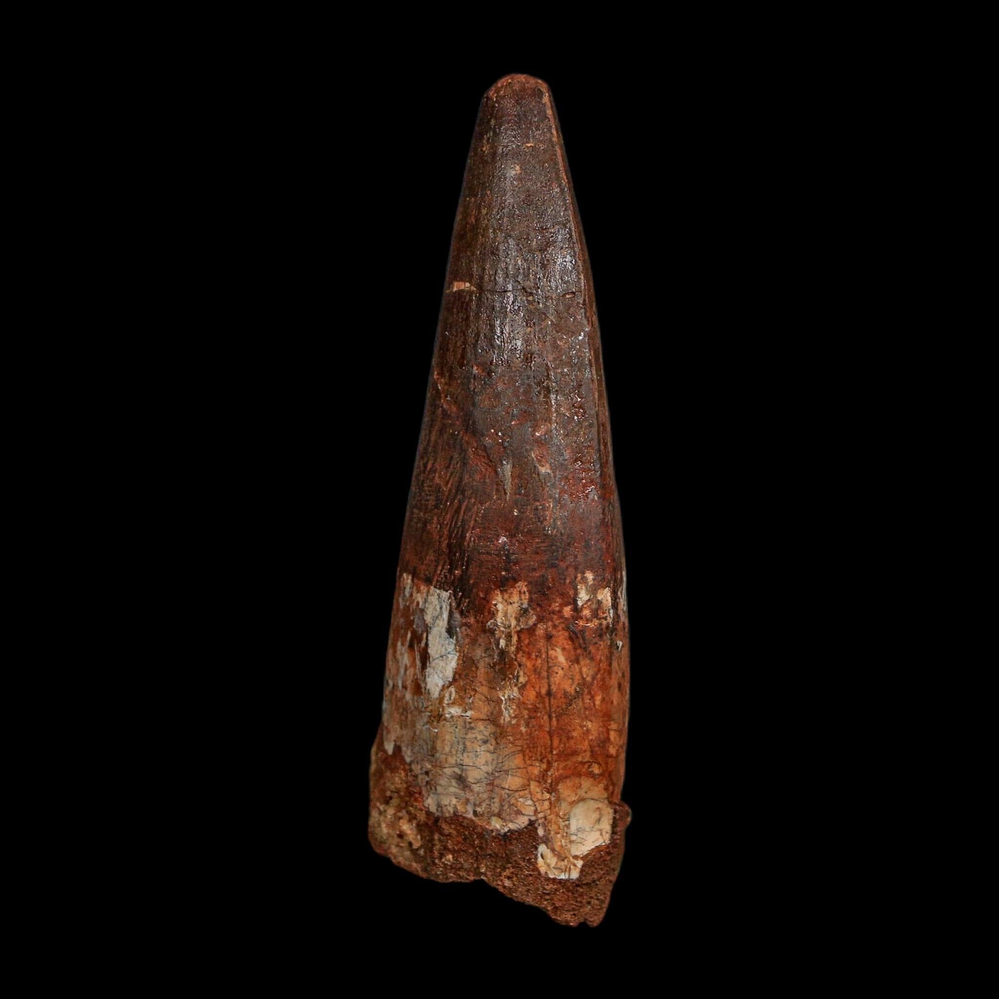 XL 3.5" Spinosaurus Fossil Tooth 100 Million Years Old Cretaceous Dinosaur COA - Fossil Age Minerals