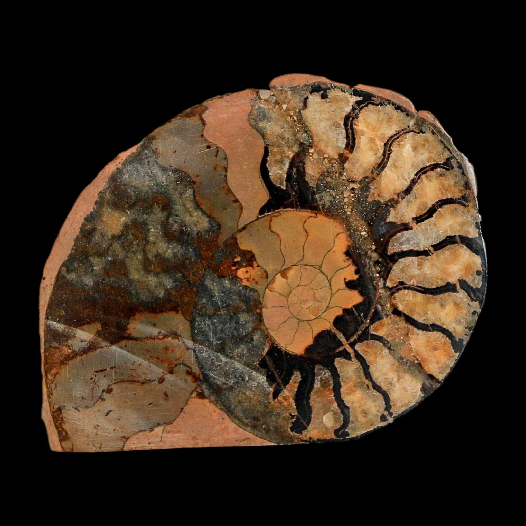 1.9" Ammonite Fossil Polished, Cut Half's Atlas Mountains Morocco Jurassic Age COA - Fossil Age Minerals