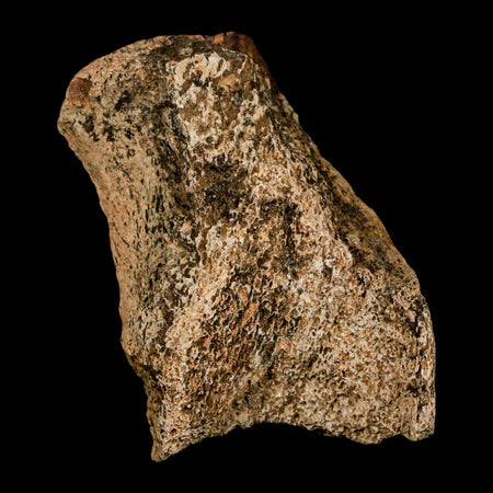 2.9" Hadrosaur Dinosaur Fossil Rib Bone Hell Creek FM MT COA Metal Stand