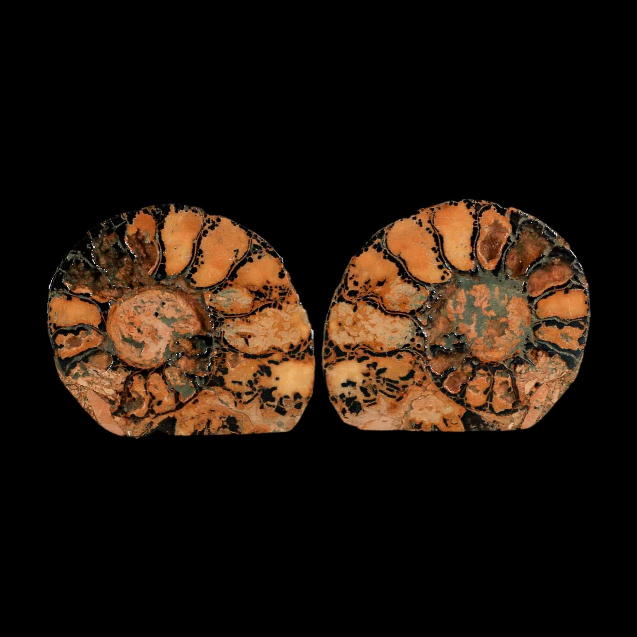 1.9" Ammonite Fossil Polished, Cut Half's Atlas Mountains Morocco Jurassic Age COA - Fossil Age Minerals