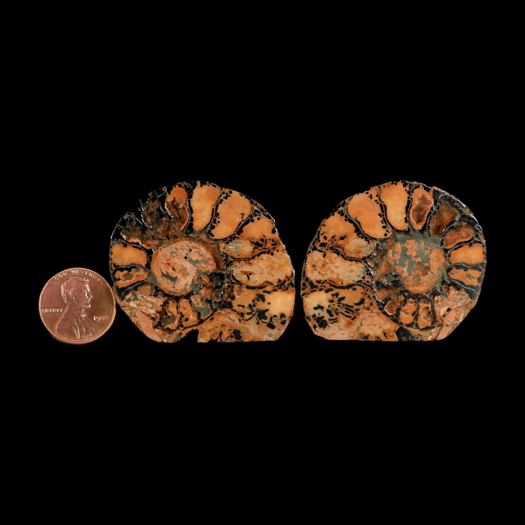 1.9" Ammonite Fossil Polished, Cut Half's Atlas Mountains Morocco Jurassic Age COA - Fossil Age Minerals