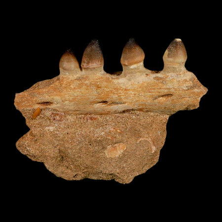 4.2" Globidens Mosasaur Fossil Tooth Jaw Section Cretaceous Dinosaur Era COA