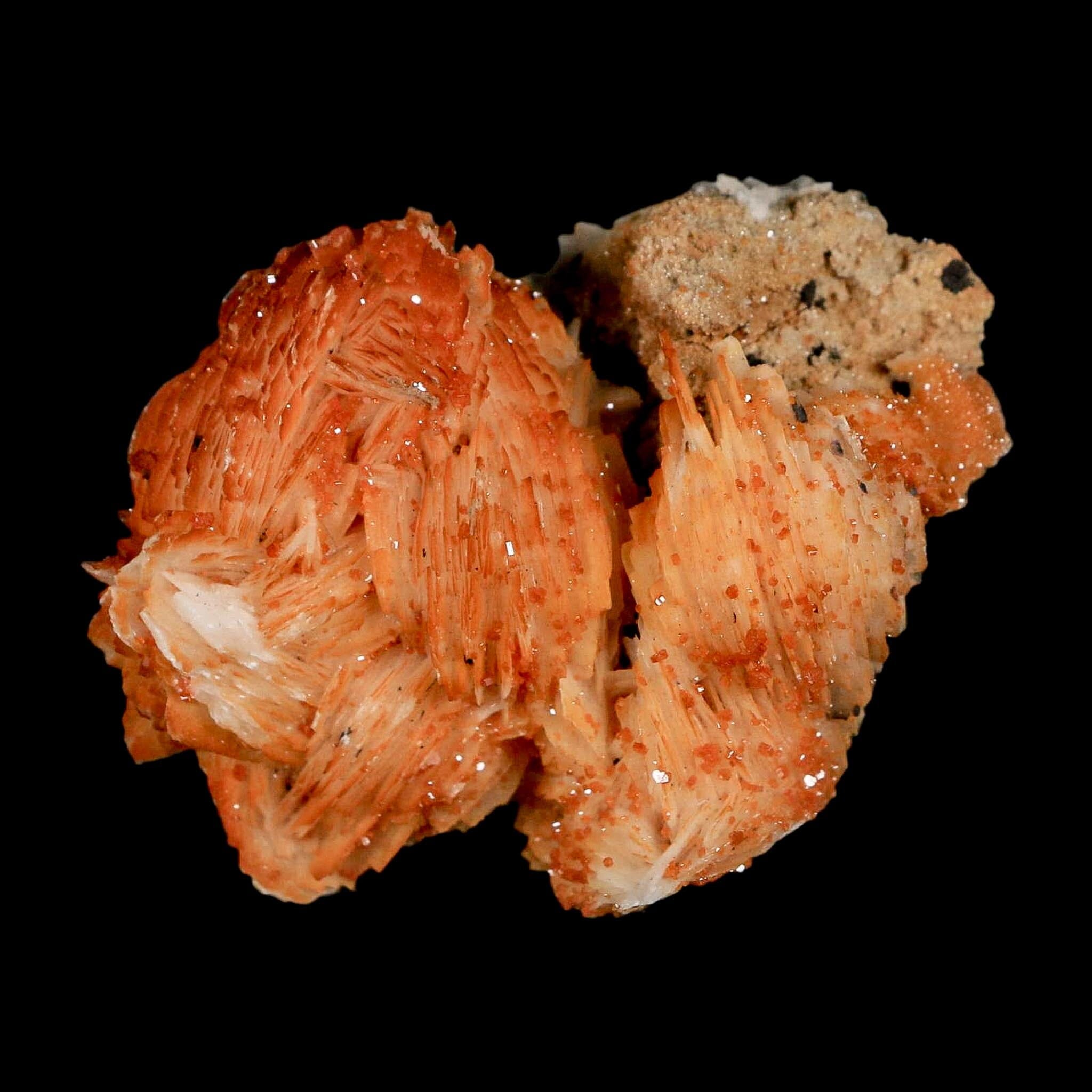2.3" Sparkly Orange Vanadinite Crystals Orange Barite Blades Mineral Mabladen Morocco - Fossil Age Minerals