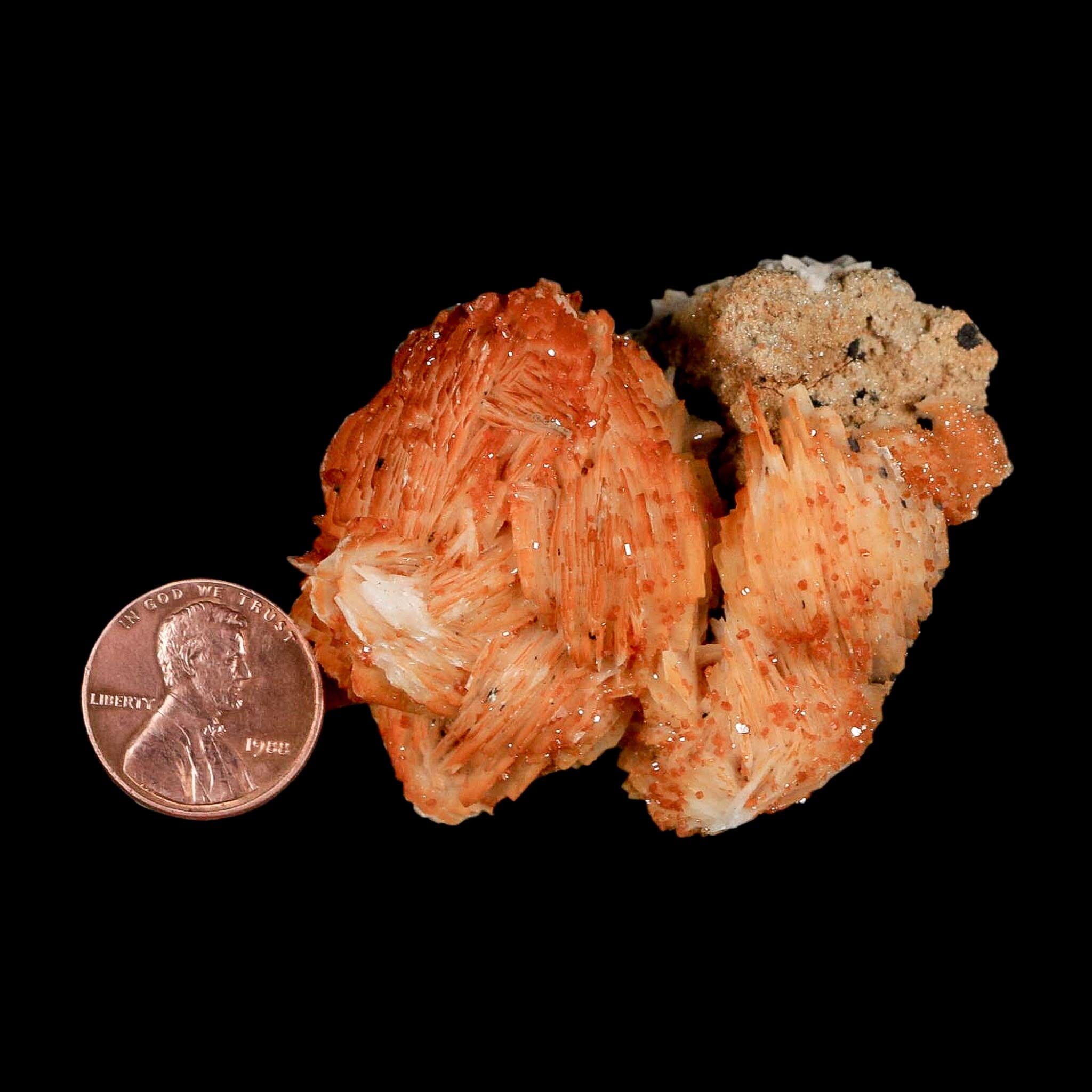 2.3" Sparkly Orange Vanadinite Crystals Orange Barite Blades Mineral Mabladen Morocco - Fossil Age Minerals
