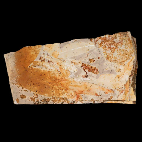 6.8" Detailed Glossopteris Browniana Fossil Plant Leafs Permian Age Australia - Fossil Age Minerals