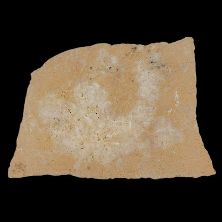 2.7" Elephant Bird Aepyornis Maximus Egg Shell Specimen Late Pleistocene Madagascar