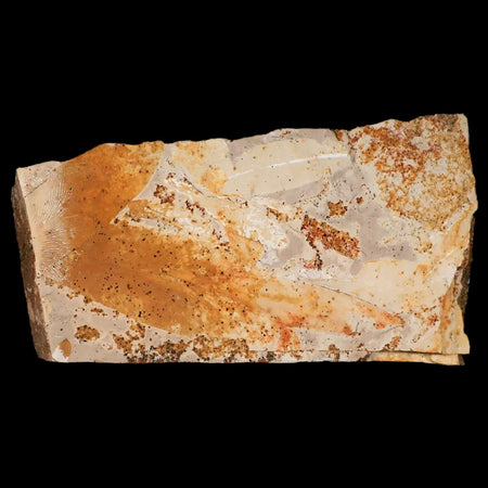 6.8" Detailed Glossopteris Browniana Fossil Plant Leafs Permian Age Australia