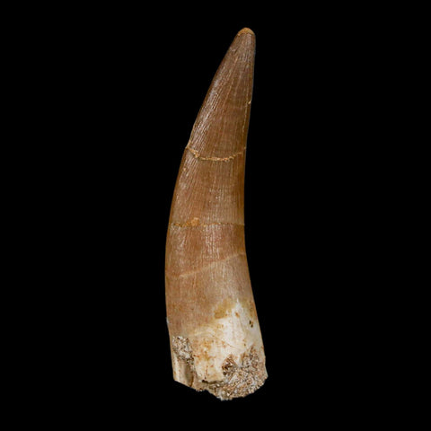 XL 2.2" Plesiosaur Zarafasaura Tooth Fossil Cretaceous Dinosaur Era COA, Stand - Fossil Age Minerals