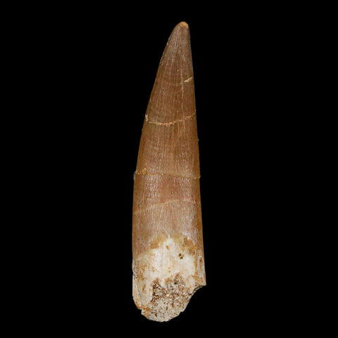 XL 2.2" Plesiosaur Zarafasaura Tooth Fossil Cretaceous Dinosaur Era COA, Stand - Fossil Age Minerals