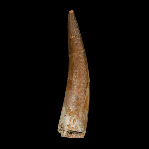 XL 2.2" Plesiosaur Zarafasaura Tooth Fossil Cretaceous Dinosaur Era COA, Stand - Fossil Age Minerals