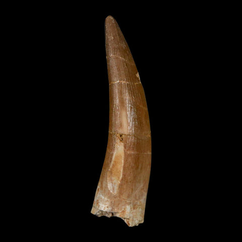 XL 2.2" Plesiosaur Zarafasaura Tooth Fossil Cretaceous Dinosaur Era COA, Stand - Fossil Age Minerals