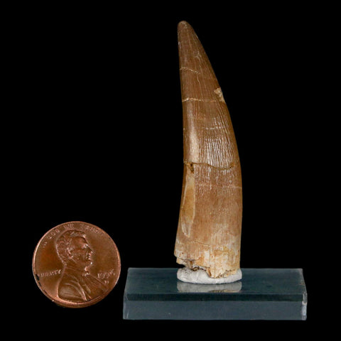 XL 2.2" Plesiosaur Zarafasaura Tooth Fossil Cretaceous Dinosaur Era COA, Stand - Fossil Age Minerals