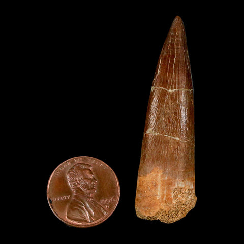 XL 2.1" Plesiosaur Zarafasaura Tooth Fossil Cretaceous Dinosaur Era COA, Stand - Fossil Age Minerals