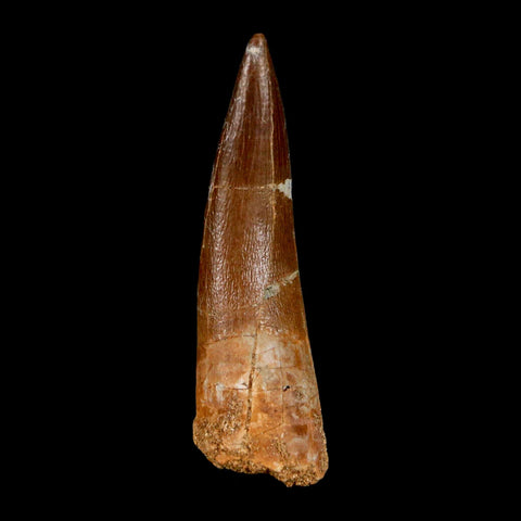 XL 2.1" Plesiosaur Zarafasaura Tooth Fossil Cretaceous Dinosaur Era COA, Stand - Fossil Age Minerals