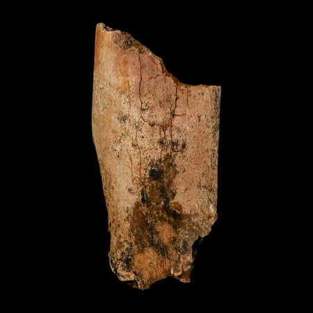 3.7" Edmontosaurus Fossil Rib Hell Creek FM Cretaceous Dinosaur MT COA Stand