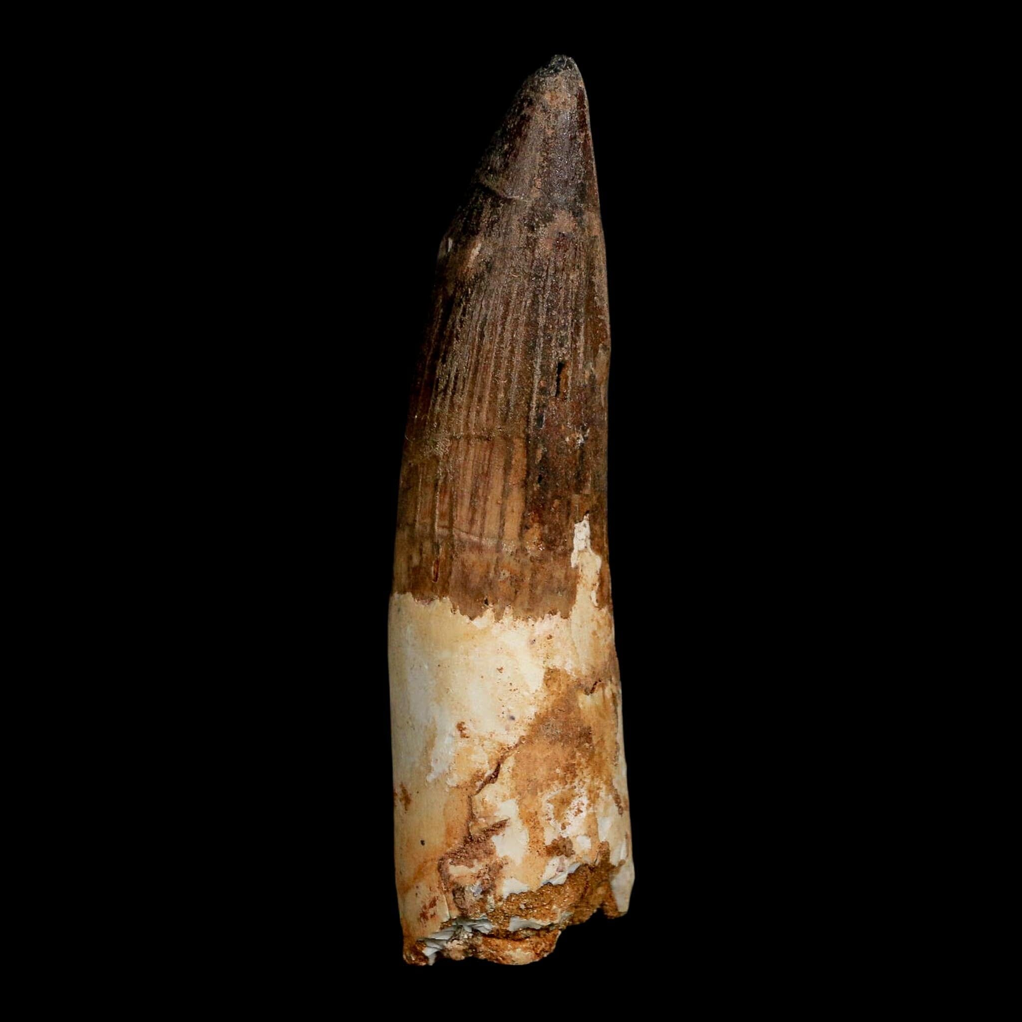 XL 3.8" Spinosaurus Fossil Tooth 100 Million Years Old Cretaceous Dinosaur COA - Fossil Age Minerals