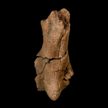 3.8" Edmontosaurus Fossil Process Hell Creek FM Cretaceous Dinosaur MT COA Stand