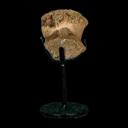 2.3" Edmontosaurus Fossil Vertebrae Hell Creek FM Cretaceous Dinosaur MT COA Stand