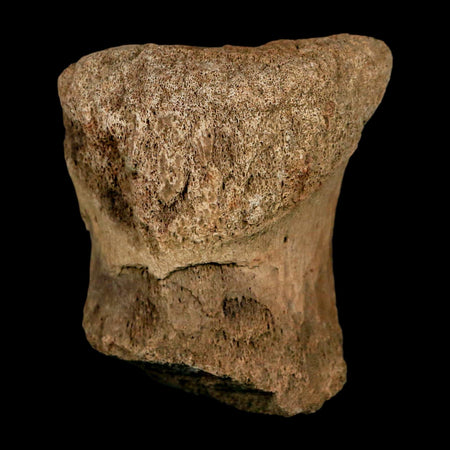 2.3" Edmontosaurus Fossil Vertebrae Hell Creek FM Cretaceous Dinosaur MT COA Stand