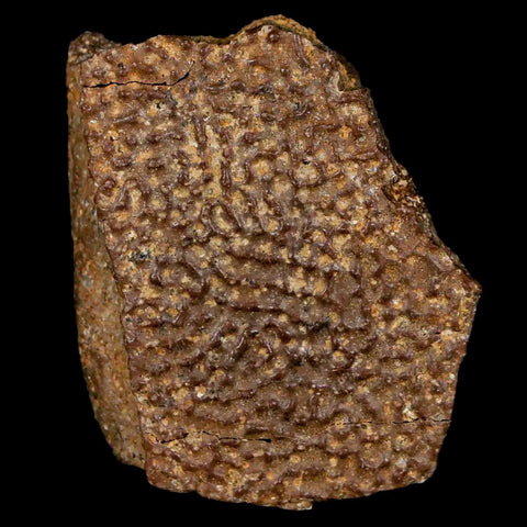 1.4" Fossil Turtle Shell Hell Creek Formation Montana Dinosaur Cretaceous Age - Fossil Age Minerals