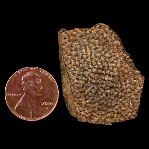 1.4" Fossil Turtle Shell Hell Creek Formation Montana Dinosaur Cretaceous Age - Fossil Age Minerals