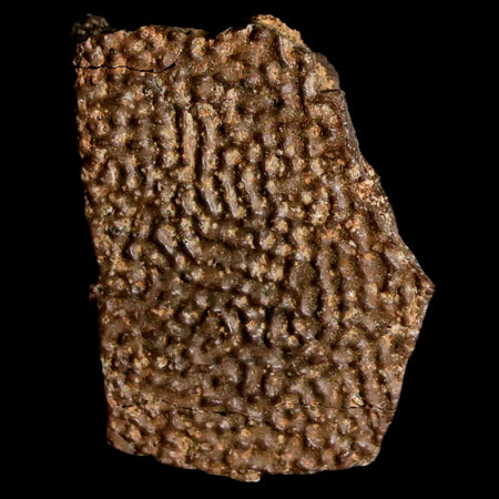 1.4" Fossil Turtle Shell Hell Creek Formation Montana Dinosaur Cretaceous Age