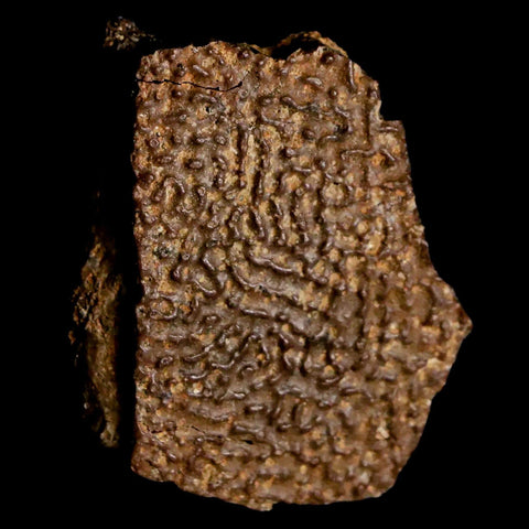 1.4" Fossil Turtle Shell Hell Creek Formation Montana Dinosaur Cretaceous Age - Fossil Age Minerals