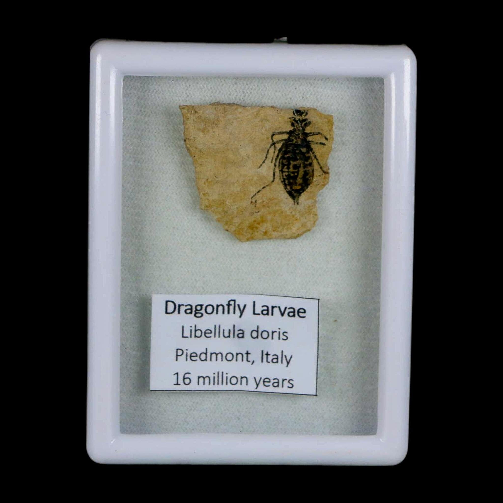 0.7" Dragonfly Larvae Fossil Libellula Doris Plate Upper Miocene Piedmont Italy Display - Fossil Age Minerals
