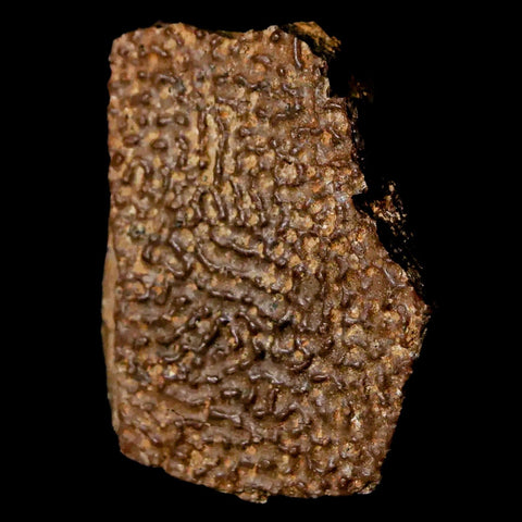 1.4" Fossil Turtle Shell Hell Creek Formation Montana Dinosaur Cretaceous Age - Fossil Age Minerals
