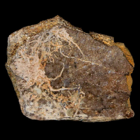 1.4" Fossil Turtle Shell Hell Creek Formation Montana Dinosaur Cretaceous Age - Fossil Age Minerals