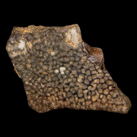 1.5" Fossil Turtle Shell Hell Creek Formation Montana Dinosaur Cretaceous Age - Fossil Age Minerals