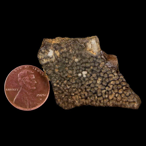 1.5" Fossil Turtle Shell Hell Creek Formation Montana Dinosaur Cretaceous Age - Fossil Age Minerals