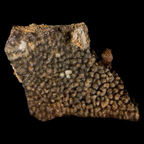 1.5" Fossil Turtle Shell Hell Creek Formation Montana Dinosaur Cretaceous Age - Fossil Age Minerals