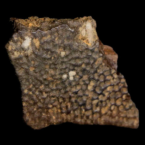 1.5" Fossil Turtle Shell Hell Creek Formation Montana Dinosaur Cretaceous Age - Fossil Age Minerals