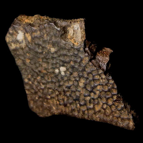 1.5" Fossil Turtle Shell Hell Creek Formation Montana Dinosaur Cretaceous Age - Fossil Age Minerals