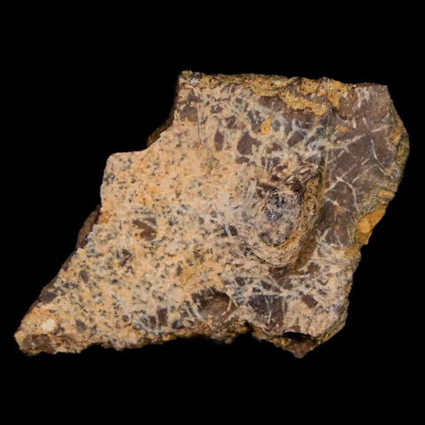 1.5" Fossil Turtle Shell Hell Creek Formation Montana Dinosaur Cretaceous Age - Fossil Age Minerals