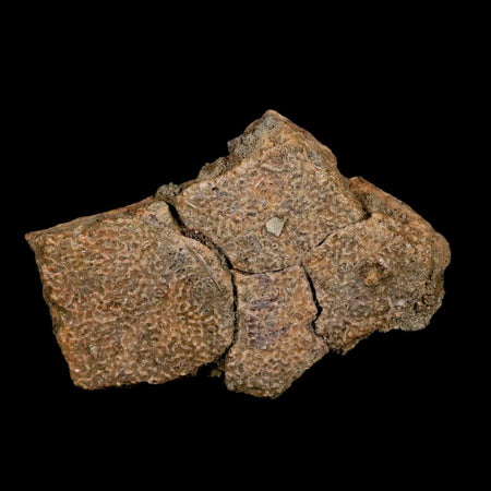 2.5" Fossil Turtle Shell Hell Creek Formation Montana Dinosaur Cretaceous Age
