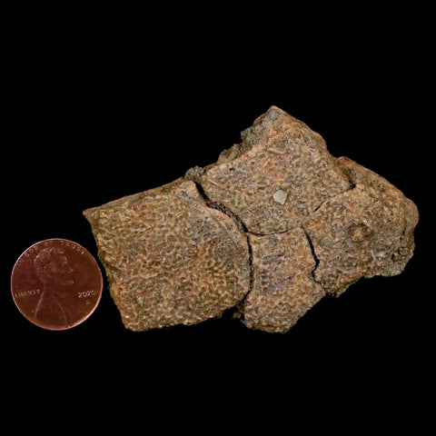 2.5" Fossil Turtle Shell Hell Creek Formation Montana Dinosaur Cretaceous Age - Fossil Age Minerals