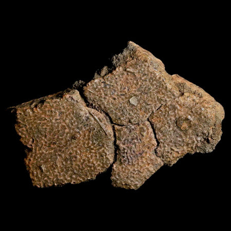 2.5" Fossil Turtle Shell Hell Creek Formation Montana Dinosaur Cretaceous Age