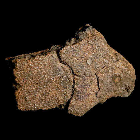 2.5" Fossil Turtle Shell Hell Creek Formation Montana Dinosaur Cretaceous Age - Fossil Age Minerals
