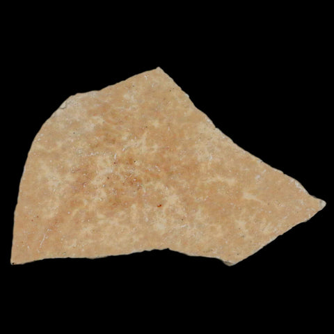 2.7" Elephant Bird Aepyornis Maximus Egg Shell Specimen Late Pleistocene Madagascar - Fossil Age Minerals