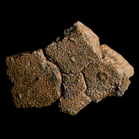 2.5" Fossil Turtle Shell Hell Creek Formation Montana Dinosaur Cretaceous Age - Fossil Age Minerals