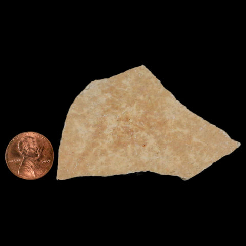 2.7" Elephant Bird Aepyornis Maximus Egg Shell Specimen Late Pleistocene Madagascar - Fossil Age Minerals