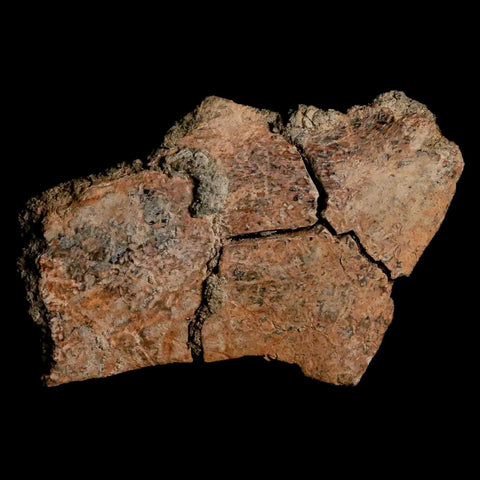 2.5" Fossil Turtle Shell Hell Creek Formation Montana Dinosaur Cretaceous Age - Fossil Age Minerals