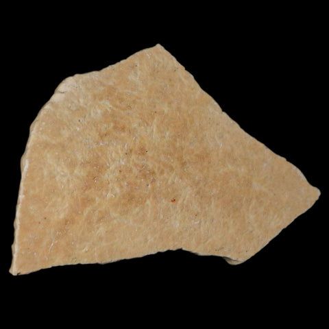 2.7" Elephant Bird Aepyornis Maximus Egg Shell Specimen Late Pleistocene Madagascar - Fossil Age Minerals